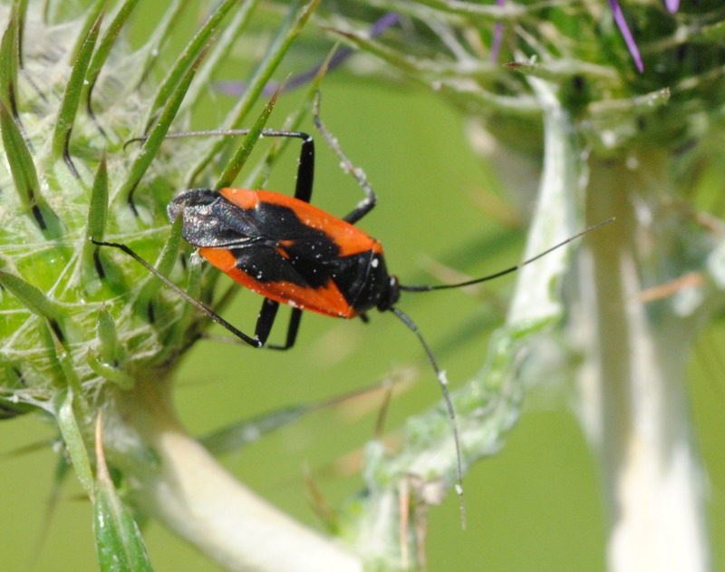 Miridae: Calocoris nemoralis